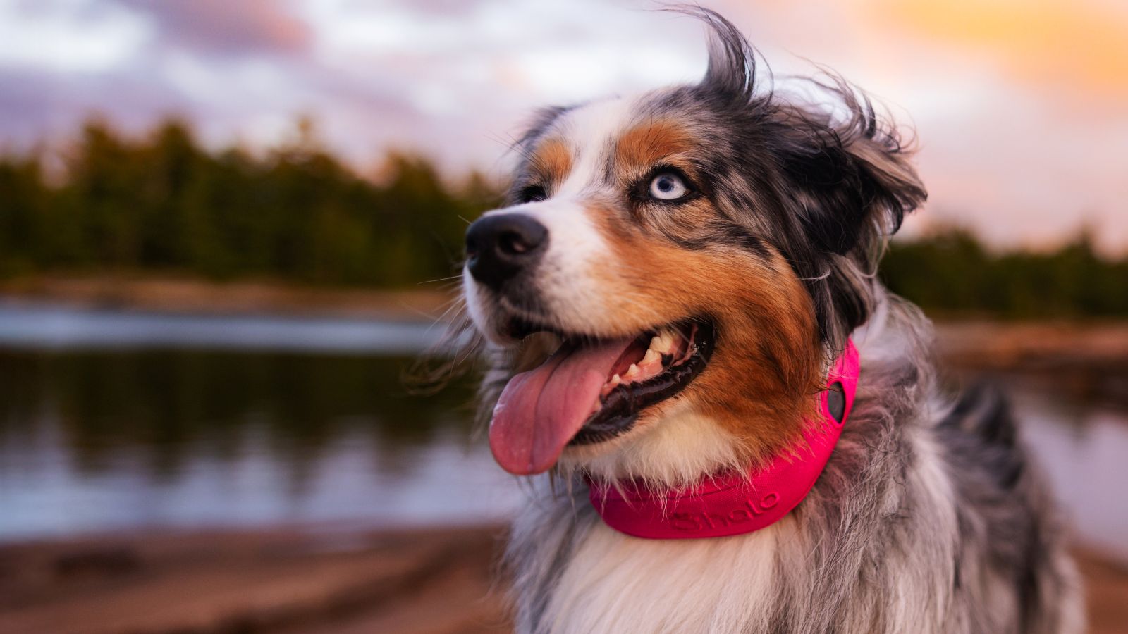 Halo Collar 5 Review: What’s New, What’s the Same, and Is It Worth Upgrading?