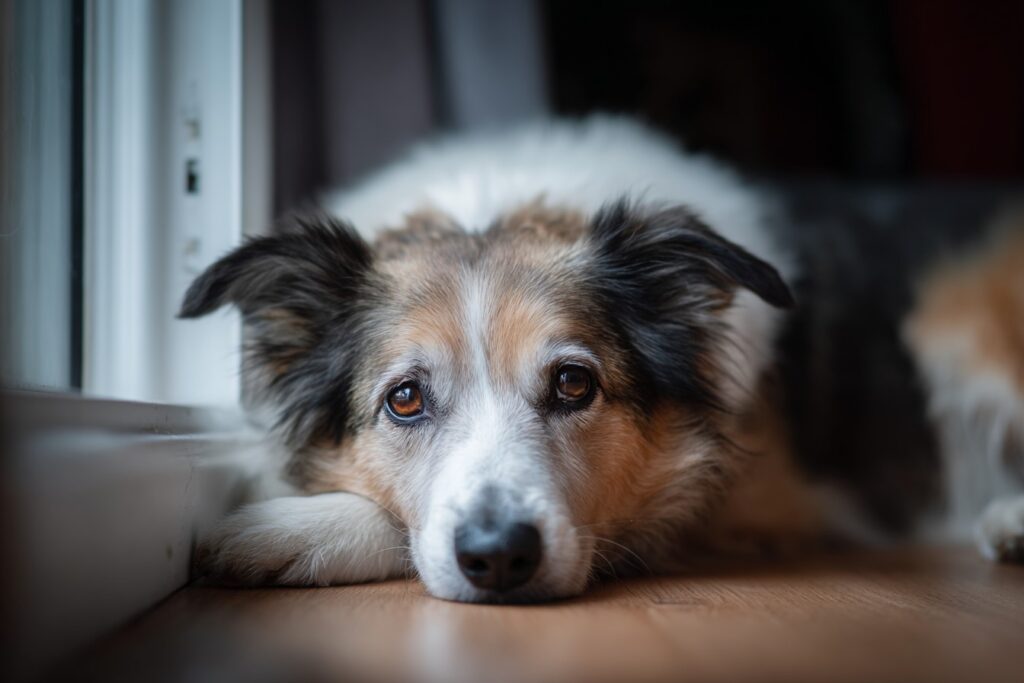 Satellai Survey Pet Mental Health 03