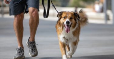 Create Daily Stimulating Activities for Your Dog: Brain Games for the Modern Pup