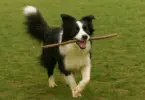 Smart Ways to Teach Dog Tricks: How Tech Makes Training Easier
