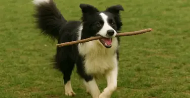 Smart Ways to Teach Dog Tricks: How Tech Makes Training Easier