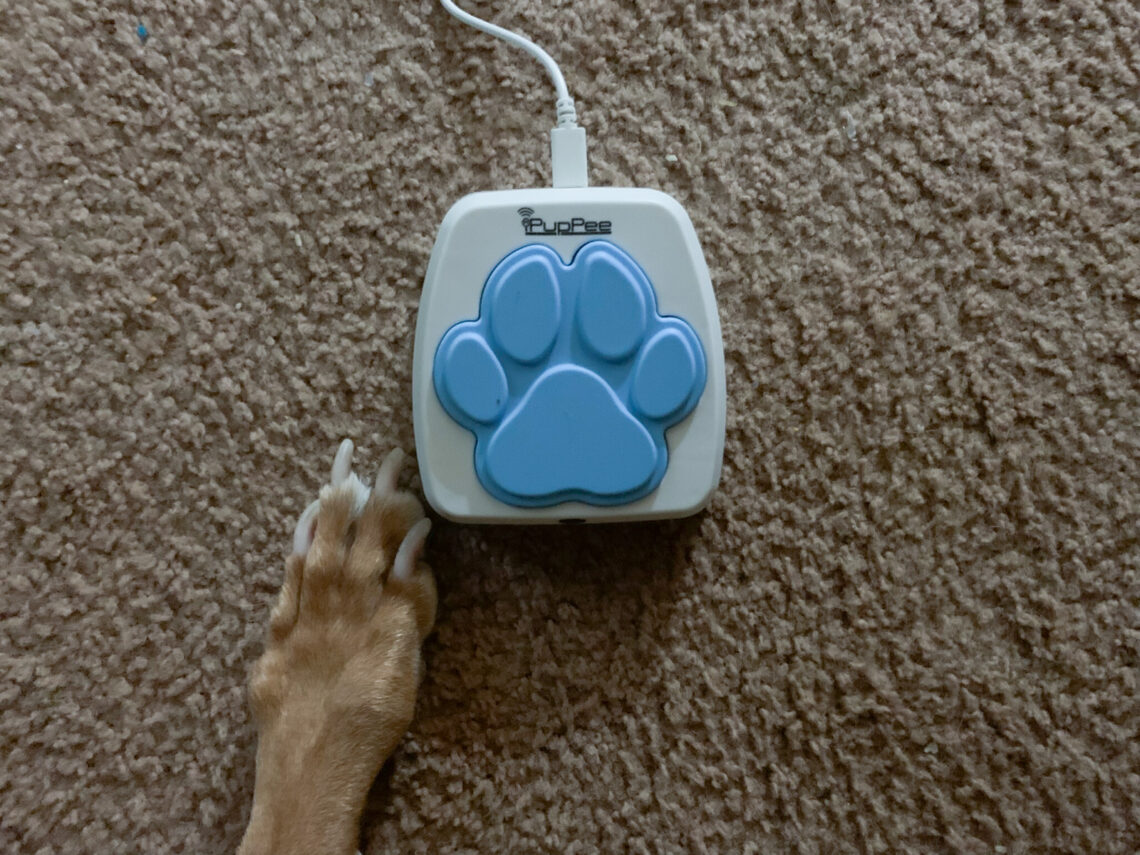 iPupPee Review: Can a Button Really Help Your Dog Talk to You?