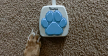 iPupPee Review: Can a Button Really Help Your Dog Talk to You?