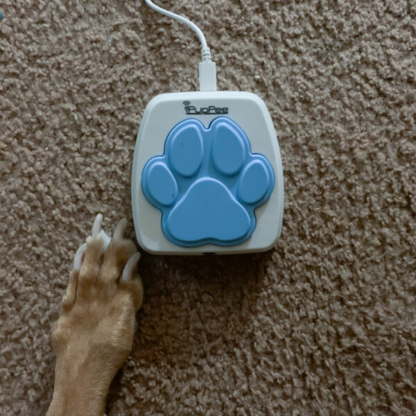 iPupPee Review: Can a Button Really Help Your Dog Talk to You?