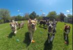 How to Keep Your Dog Safe in an Off-Leash Dog Park: 10 Must-Know Tips