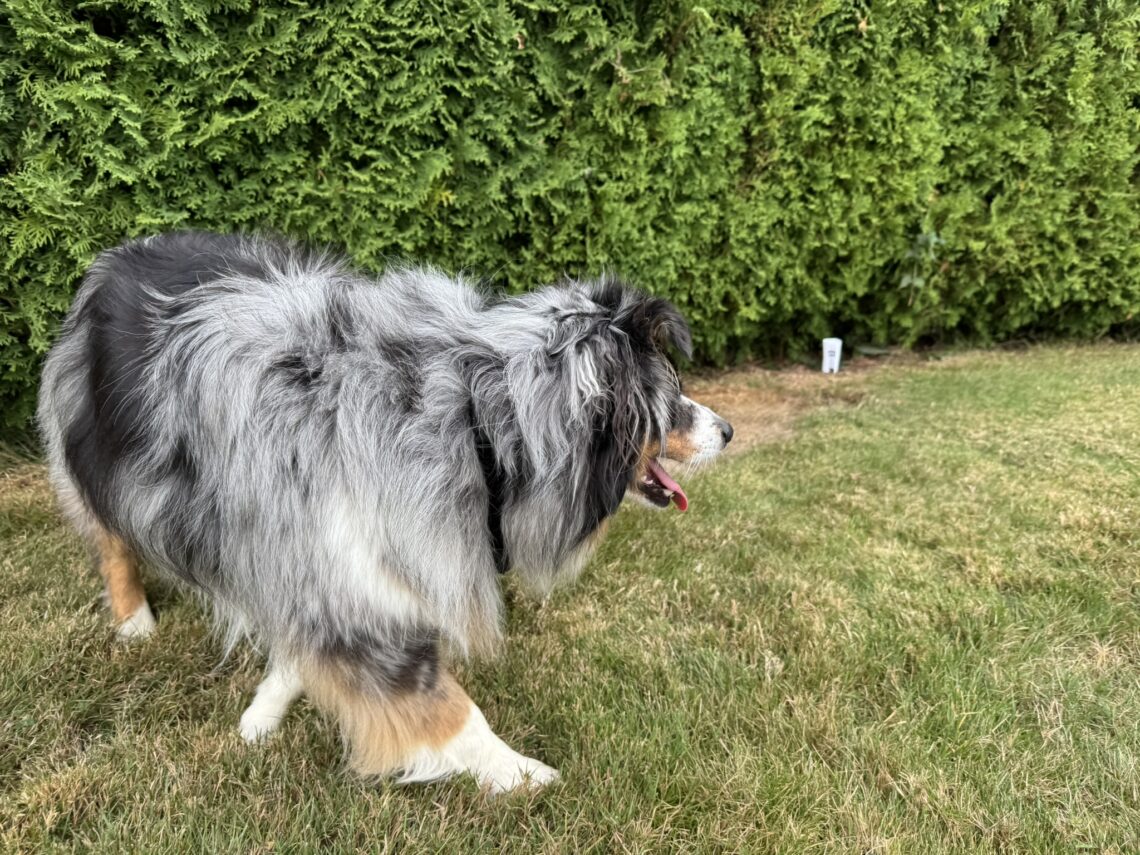 Best Wireless Dog Fences by PetSafe for Small Yards vs. Large Properties