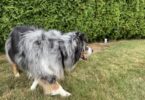Best Wireless Dog Fences by PetSafe for Small Yards vs. Large Properties