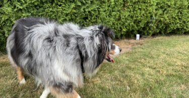 Best Wireless Dog Fences by PetSafe for Small Yards vs. Large Properties
