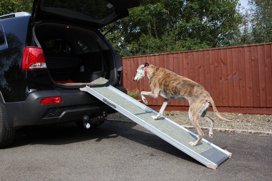 9 Best Compact Dog Ramps for Cars