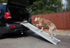 9 Best Compact Dog Ramps for Cars