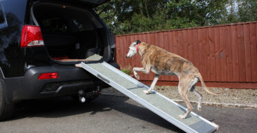 9 Best Compact Dog Ramps for Cars