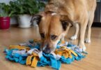 How to Create a Dog Enrichment Rotation That Keeps Boredom Away