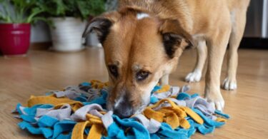 How to Create a Dog Enrichment Rotation That Keeps Boredom Away