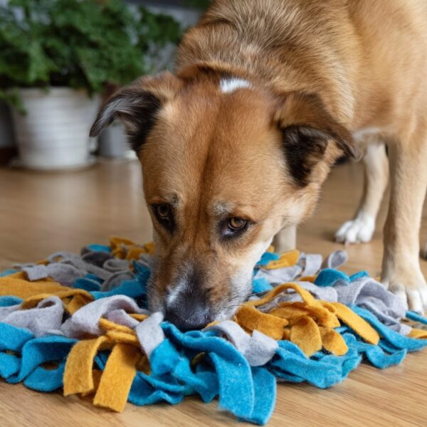 How to Create a Dog Enrichment Rotation That Keeps Boredom Away