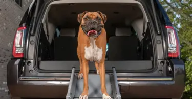 Happy Ride® Compact Telescoping Dog Ramp