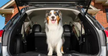 Happy Ride® Folding Dog Ramp