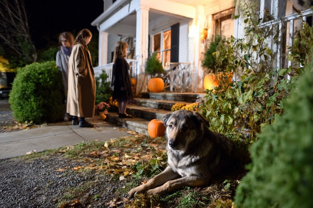 How to Keep Dogs Safe During Halloween: Tips Every Pet Parent Should Know