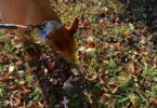best dog health monitoring tools