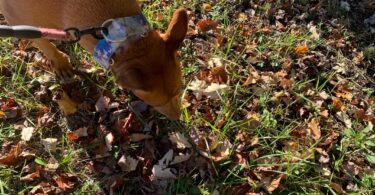 best dog health monitoring tools
