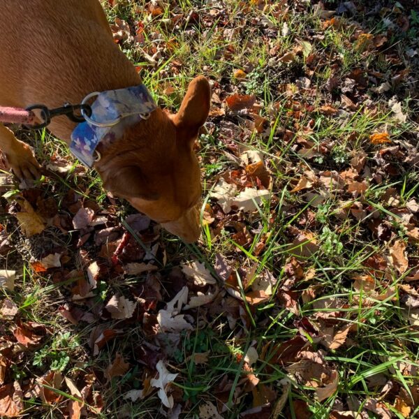 best dog health monitoring tools