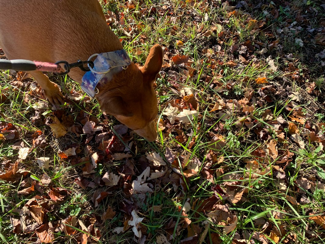 best dog health monitoring tools