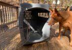 Petmate Sky Kennel Review