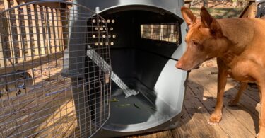 Petmate Sky Kennel Review
