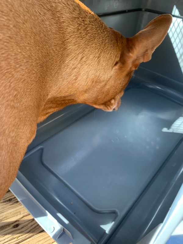 Petmate Sky Kennel Review