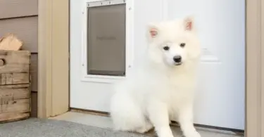 Extreme Weather Aluminum Pet Door™
