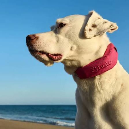 Collar Halo 5: cerca inalámbrica con GPS para perros