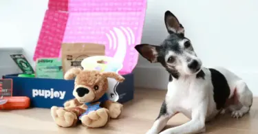 Monthly PupJoy Power Chewers Box, Treats & Toys