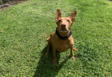 SpotOn Collar GPS Smart Fence Review: Is it Worth $999?
