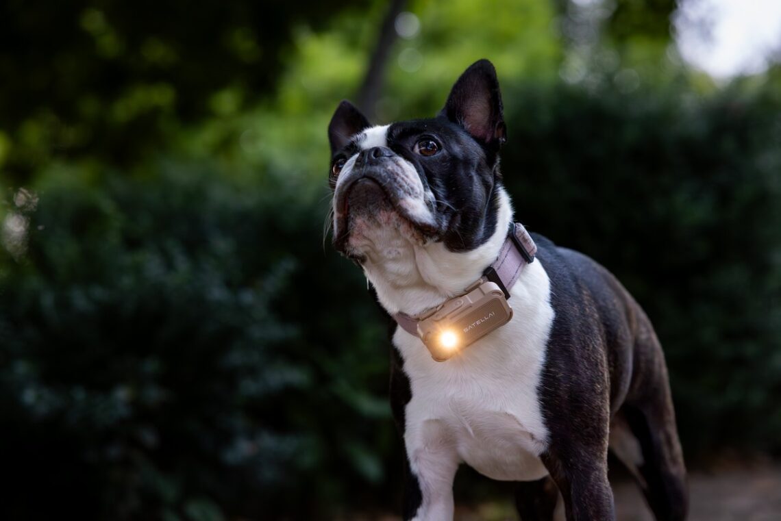 SATELLAI Collar Go vs Tractive GPS: Which Smart Dog Tracker Goes Beyond Basic Location Tracking?