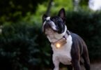 SATELLAI Collar Go vs Tractive GPS: Which Smart Dog Tracker Goes Beyond Basic Location Tracking?