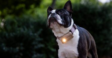 SATELLAI Collar Go vs Tractive GPS: Which Smart Dog Tracker Goes Beyond Basic Location Tracking?