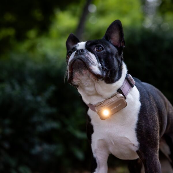 SATELLAI Collar Go vs Tractive GPS: Which Smart Dog Tracker Goes Beyond Basic Location Tracking?