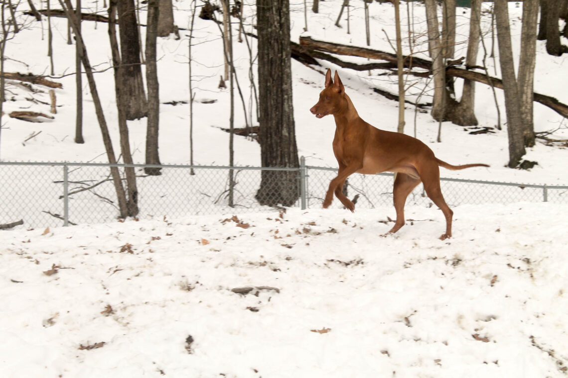 Dogs With Poor Recall: Why Tracking Alone Isn’t Enough