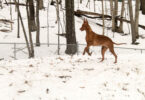 Dogs With Poor Recall: Why Tracking Alone Isn’t Enough