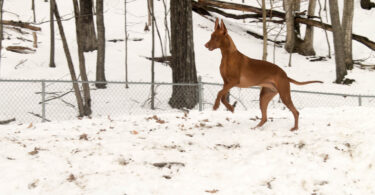 Dogs With Poor Recall: Why Tracking Alone Isn’t Enough