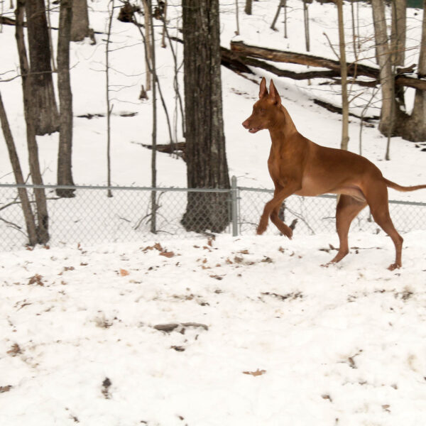 Dogs With Poor Recall: Why Tracking Alone Isn’t Enough