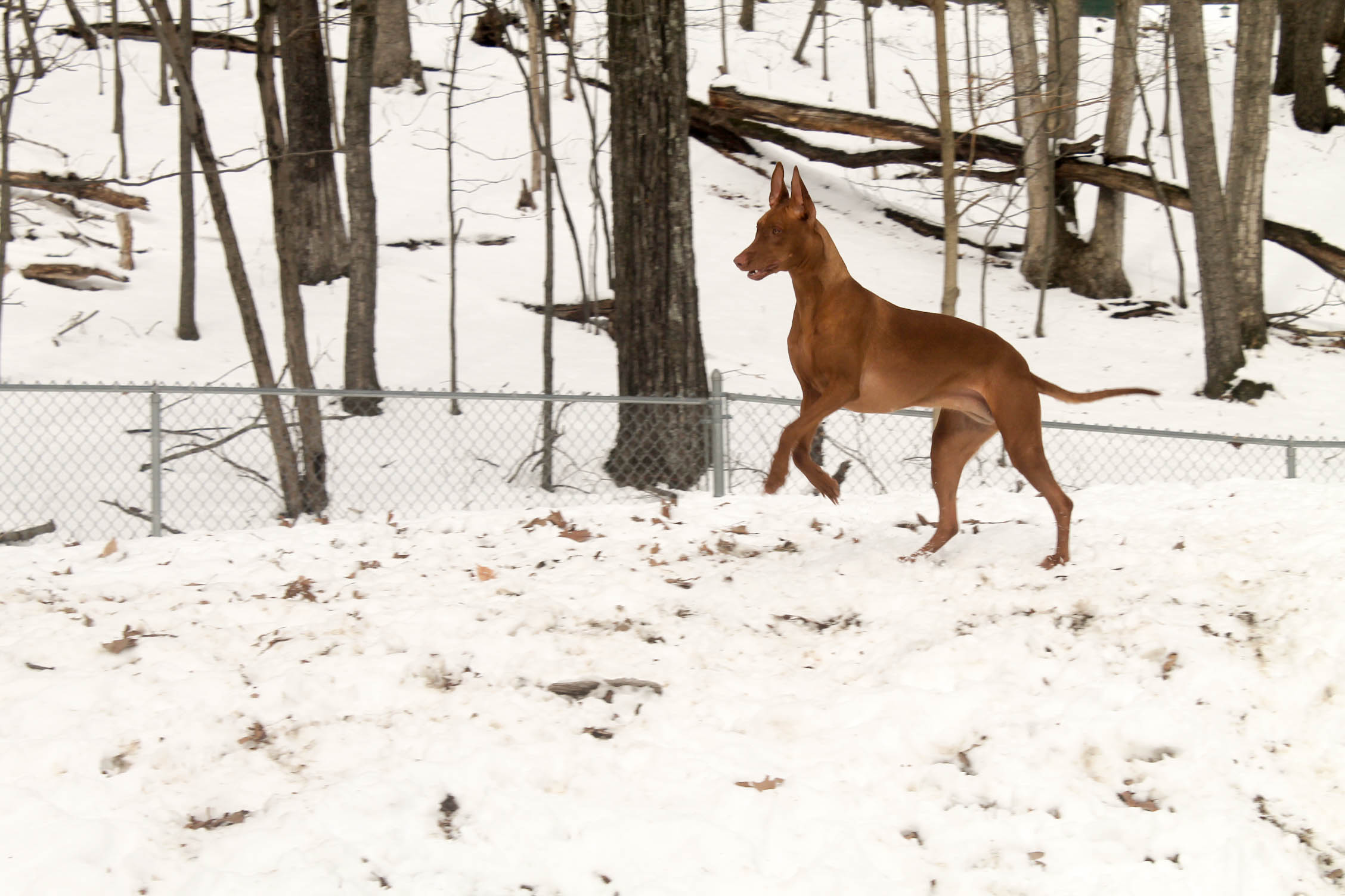 Dogs With Poor Recall: Why Tracking Alone Isn’t Enough