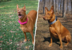 GPS Dog Collar vs Dog Tracker: What’s the Difference?