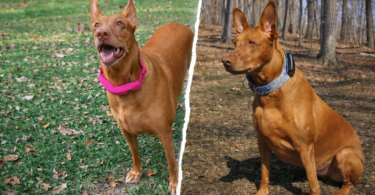 GPS Dog Collar vs Dog Tracker: What’s the Difference?