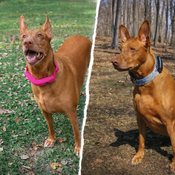 GPS Dog Collar vs Dog Tracker: What’s the Difference?