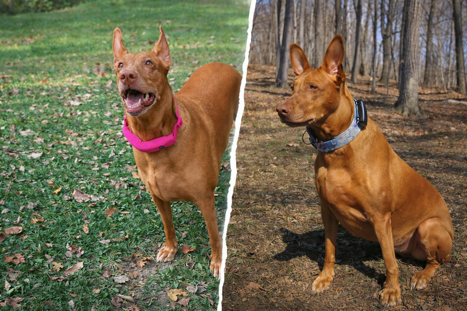 GPS Dog Collar vs Dog Tracker: What’s the Difference?