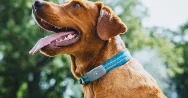 Petivity Smart GPS + Activity Tracker for Dogs
