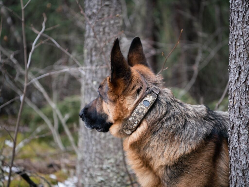 Halo Collar 5 Realtree: The Ultimate GPS Dog Fence for Outdoor Adventures