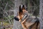 Halo Collar 5 Realtree: The Ultimate GPS Dog Fence for Outdoor Adventures