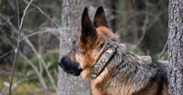 Halo Collar 5 Realtree: The Ultimate GPS Dog Fence for Outdoor Adventures