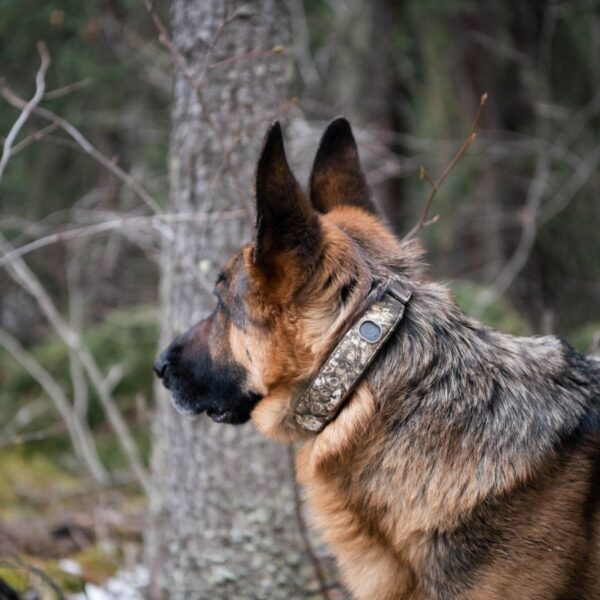 Halo Collar 5 Realtree: The Ultimate GPS Dog Fence for Outdoor Adventures